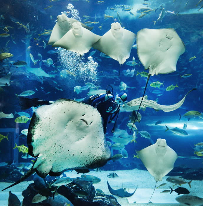 [Ilsan] Aqua planet Discount Ticket (Foreigner Only)