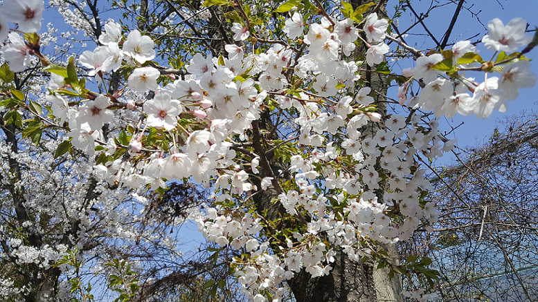  韩国仁川江华岛 赏樱/ 斜坡滑车 /传统文化体验 一日游