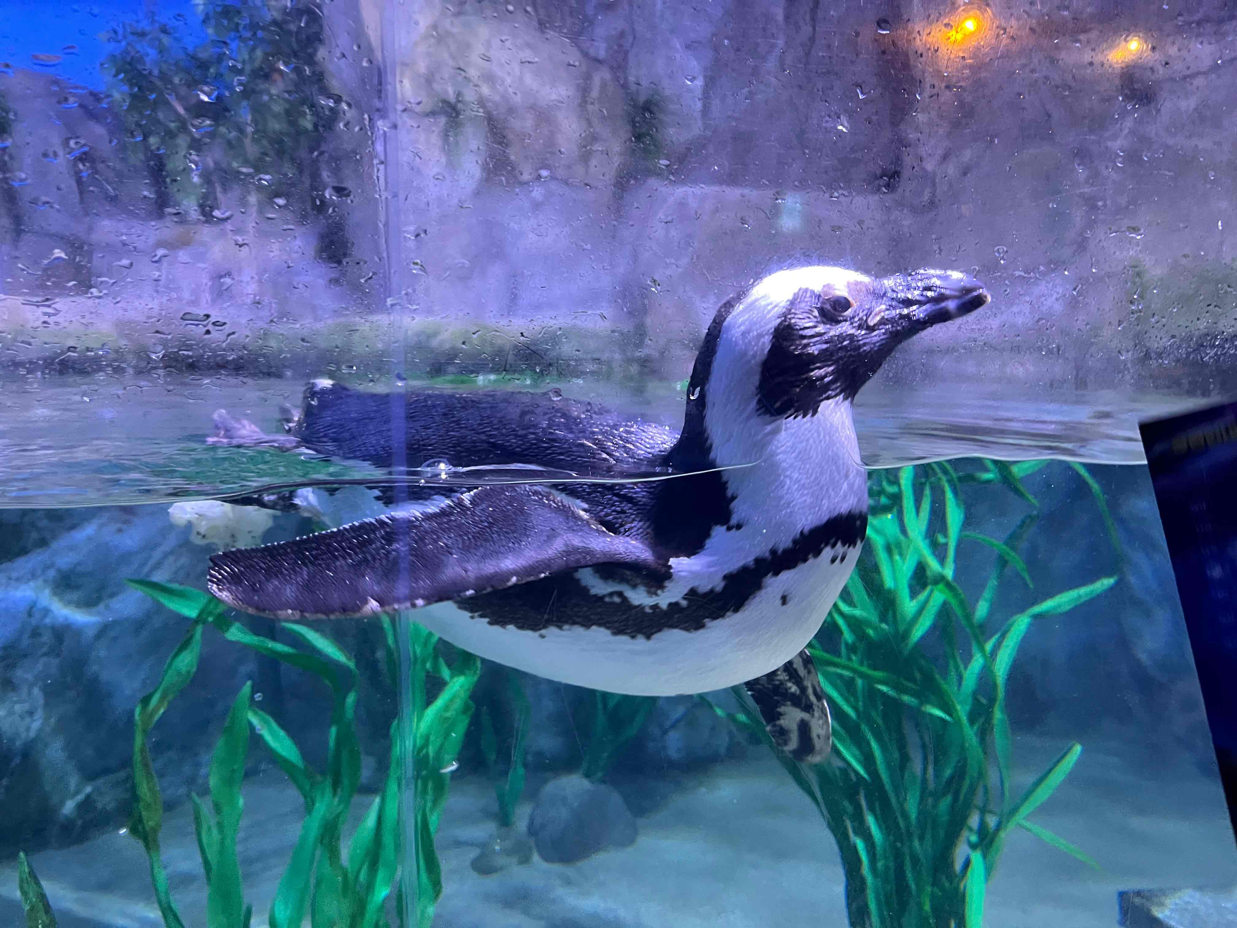 [釜山] SEA LIFE 釜山水族馆门票