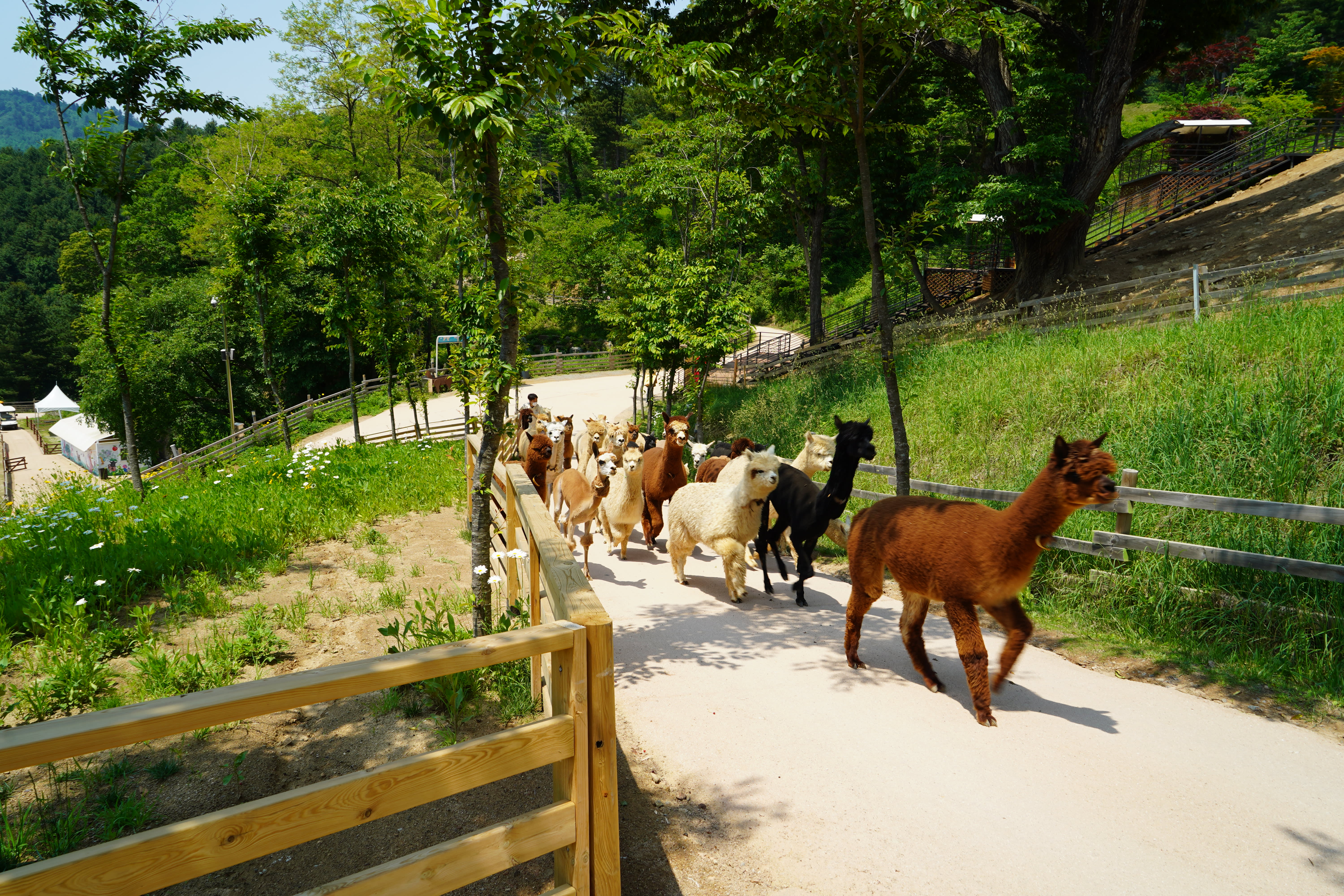 Nami Island · Alpaca World PrivateTour