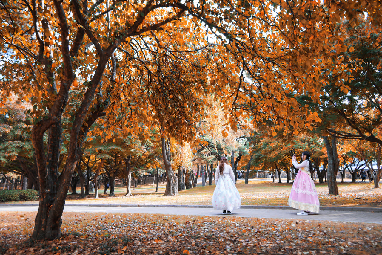 [From Busan] Gyeongju Autumn Foliage Day Tour