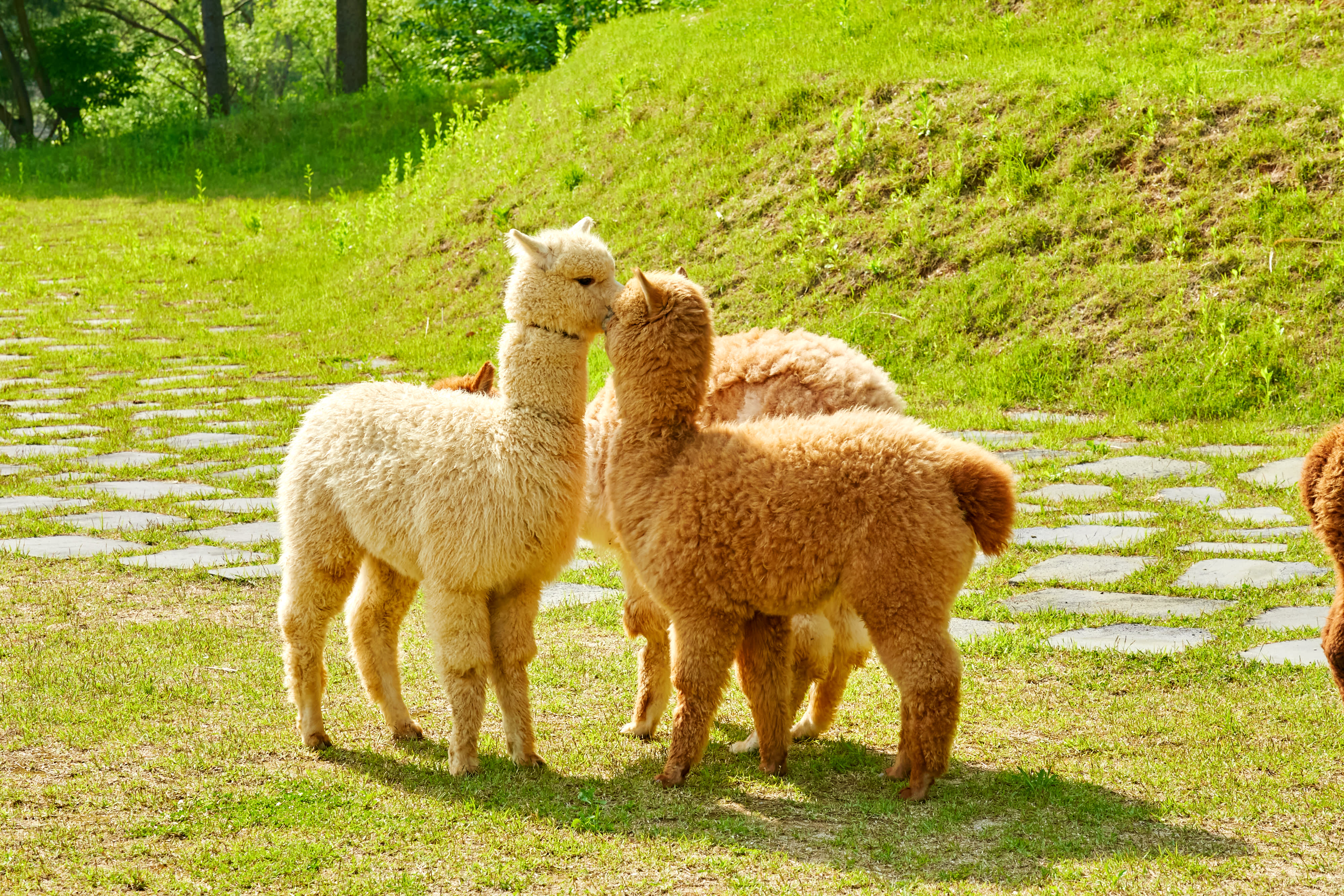  Alpaca World · Petite France + Italian Village · Garden of Morning Calm Private Tour