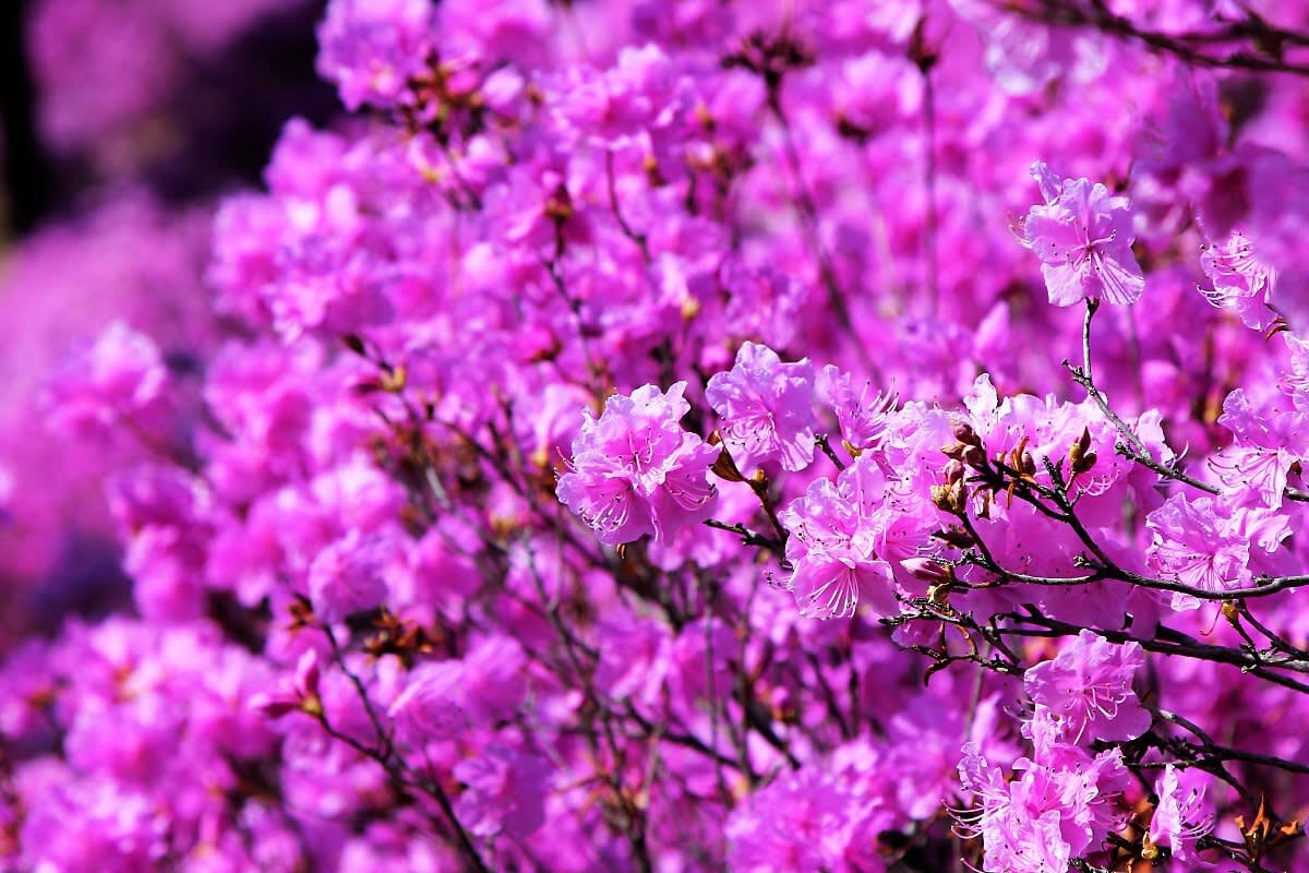 Bucheon Azalea & Cherry Blossom Festival & Gwangmyeong Cave Tour
