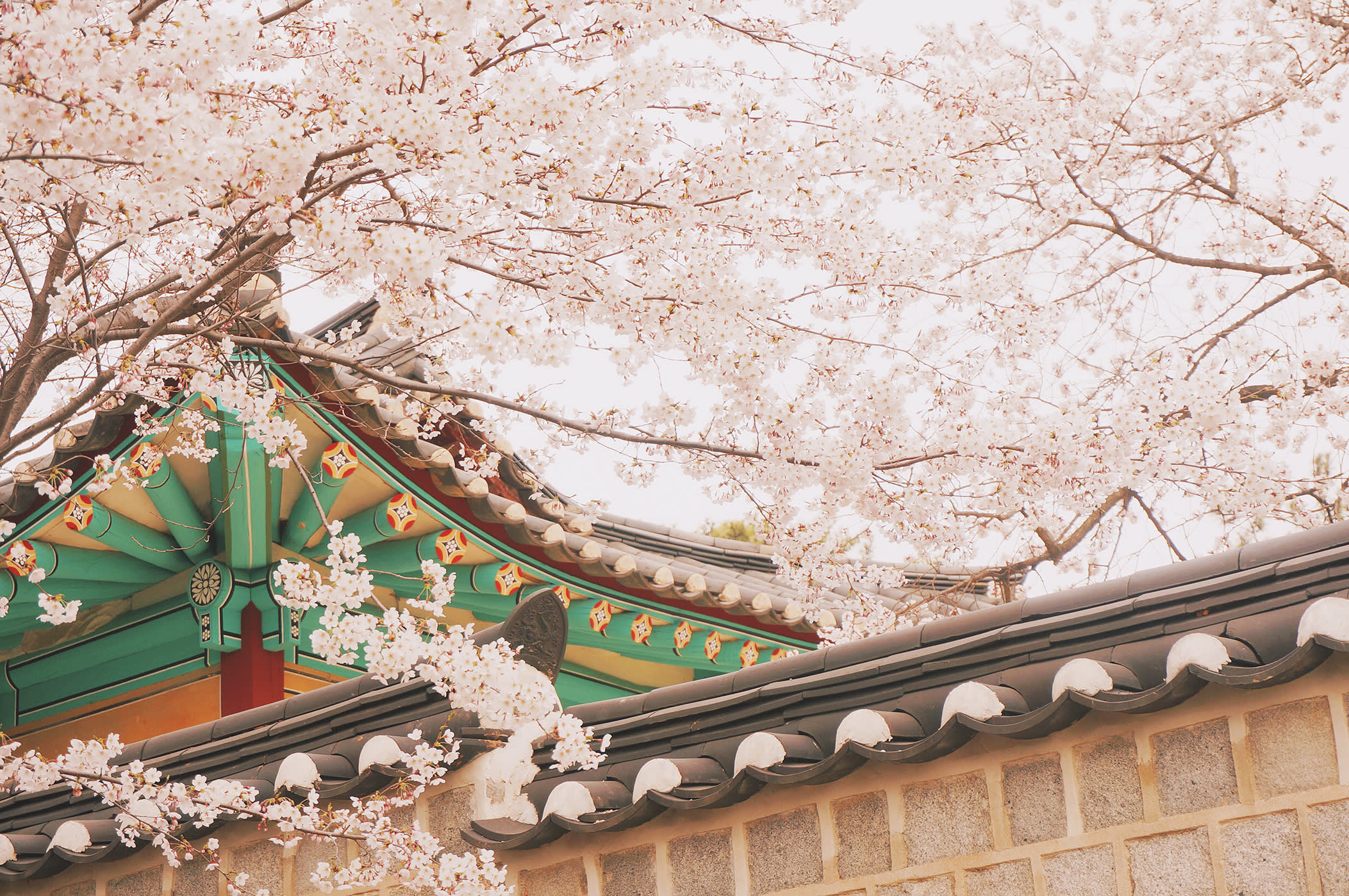 Ganghwa Cherry Blossom / Luge / Traditional Experience Day Tour