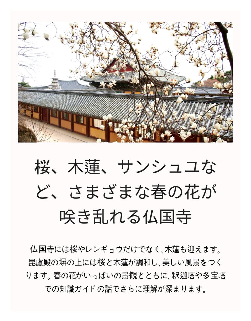 [汽車当日の旅行] 慶州へ行く春の花のお出かけ (大陵苑 春の花/ 仏国寺 桜)