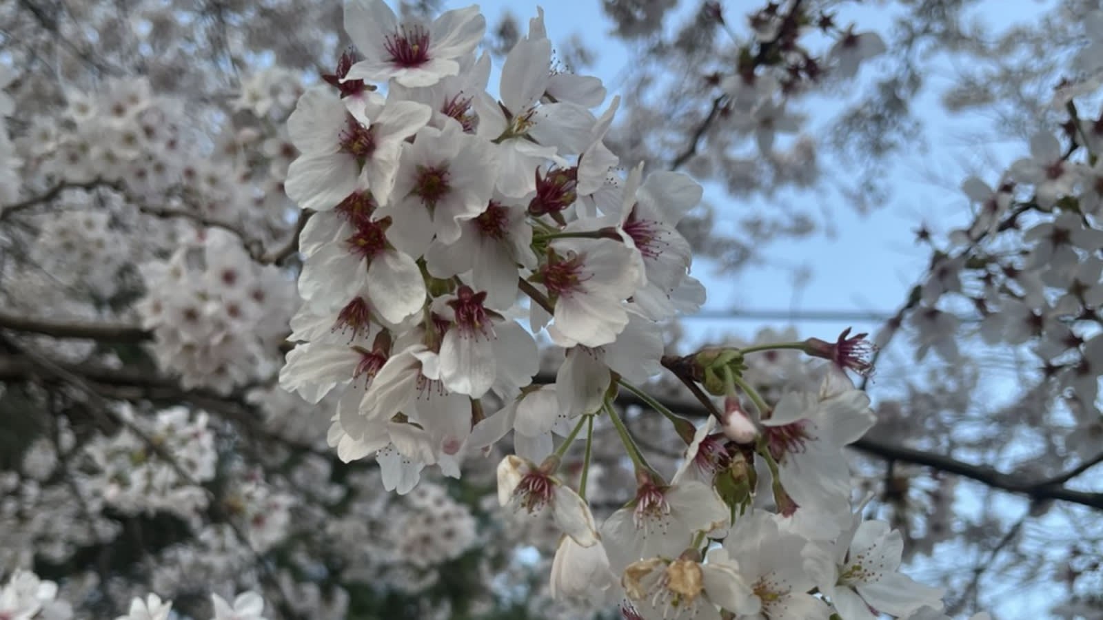 Ganghwa Cherry Blossom / Luge / Traditional Experience Day Tour