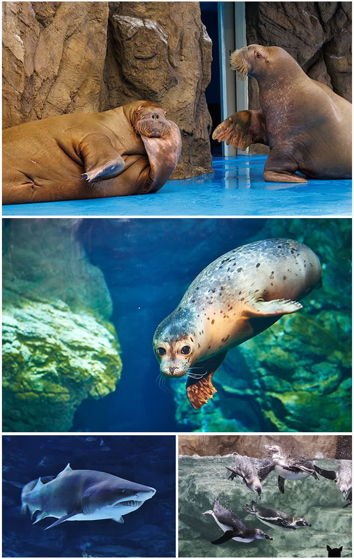 [Ilsan] Aqua planet Discount Ticket (Foreigner Only)