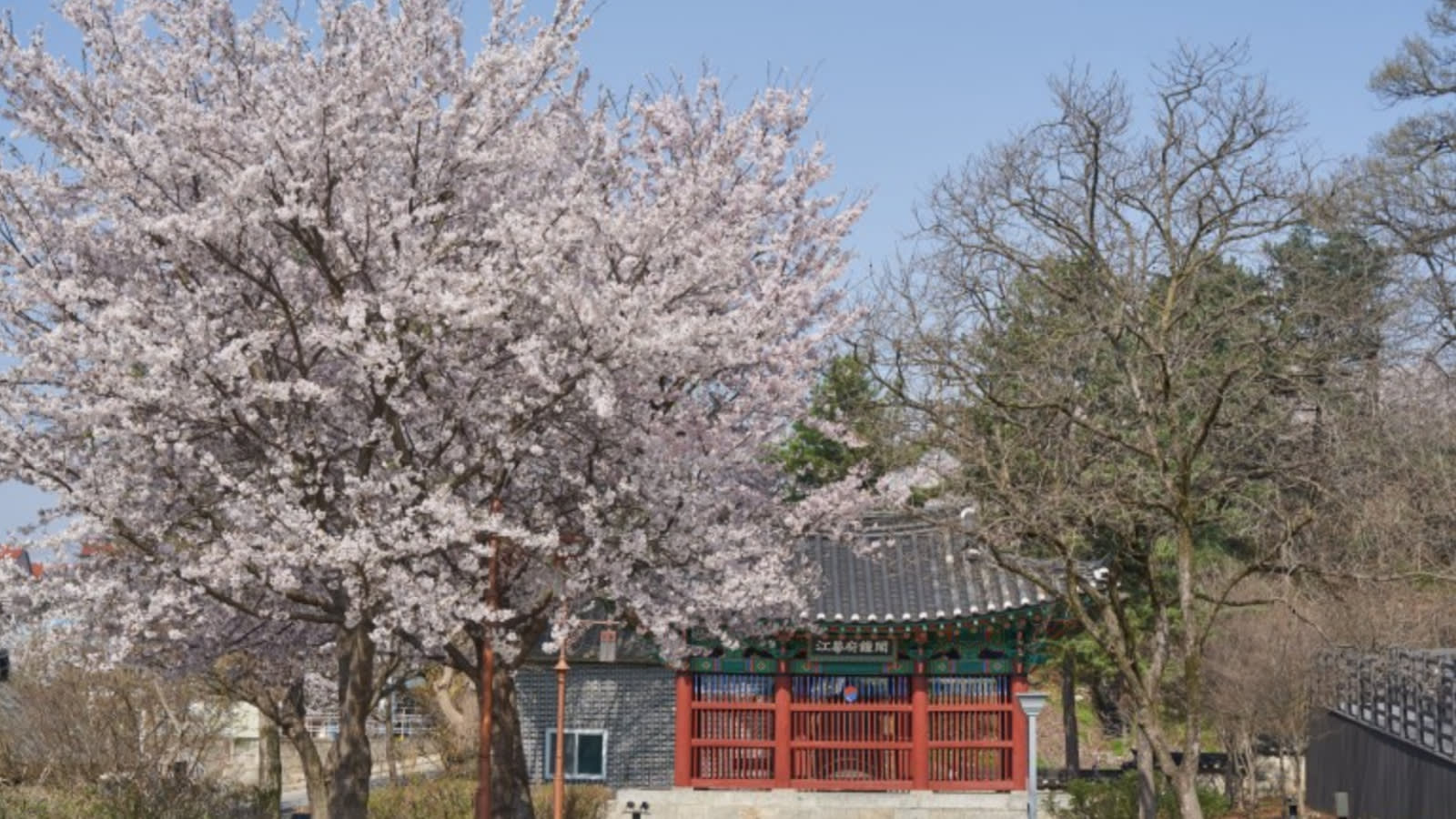 Ganghwa Cherry Blossom / Luge / Traditional Experience Day Tour