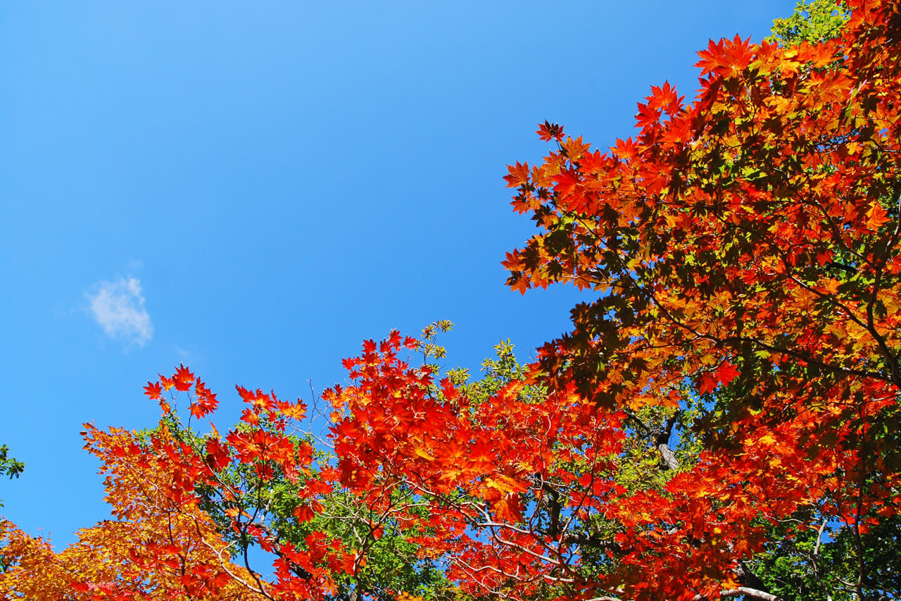 江原道(雪岳山/束草)10小时包车