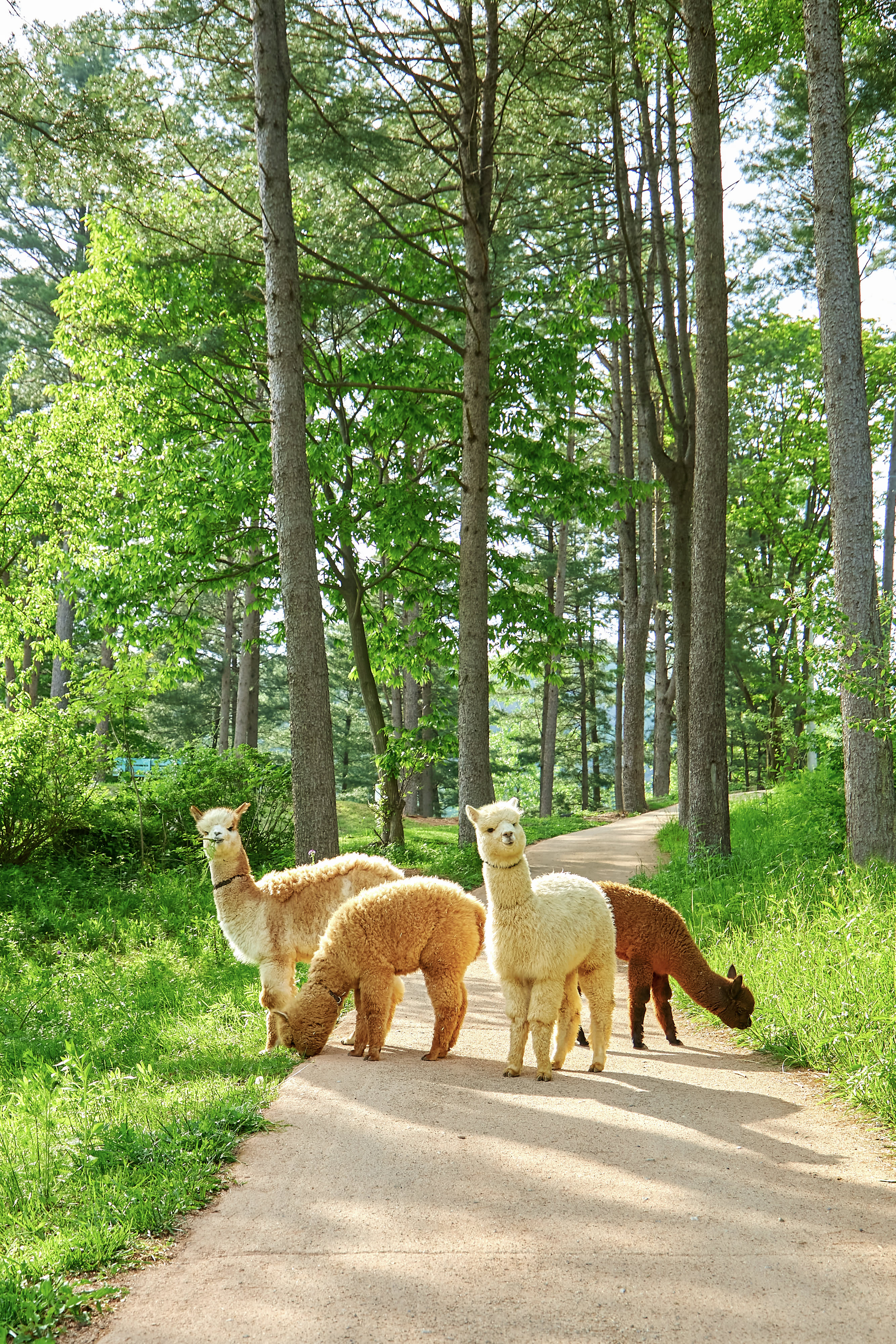[Best Seller] Nami Island + Alpaca World + Gangchon Railbike Day Tour from Seoul