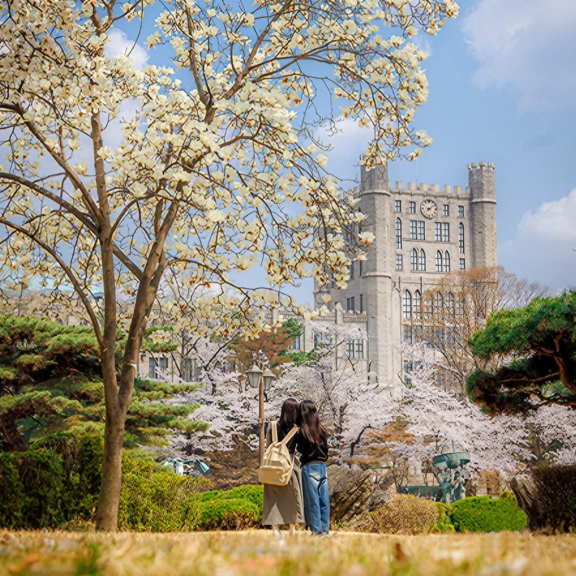 3月のソウル：桜が美しい名門大学キャンパス巡りガイド | NOL World
