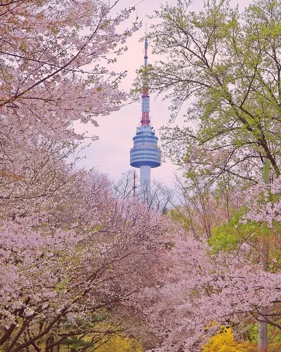 2026年ソウル桜開花予想＆おすすめお花見スポットガイド | NOL World