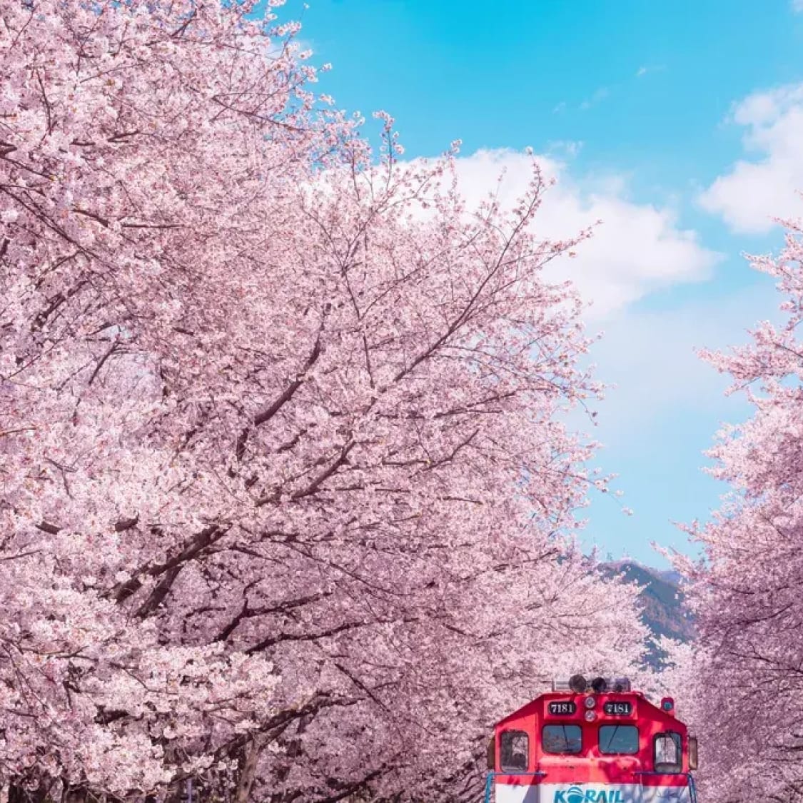 2025 Seoul Cherry Blossom Forecast & Best Viewing Spots | NOL World